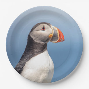 Atlantic Puffin in Machias, Maine Pappteller