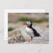 Atlantic Puffin in Machias, Maine Postkarte (Vorne/Hinten)