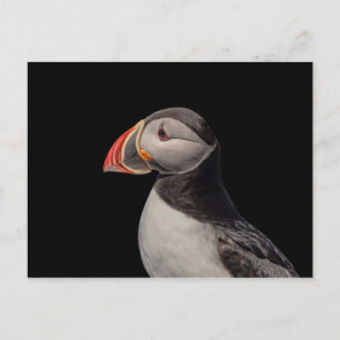 Atlantic Puffin in Machias, Maine Postkarte