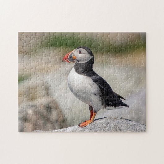 Atlantic Puffin in Machias, Maine Puzzle (Horizontal)