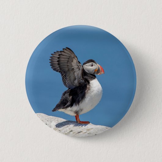 Atlantic Puffin in Machias, ME Button (Vorderseite)
