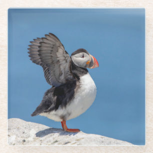 Atlantic Puffin in Machias, ME Glasuntersetzer