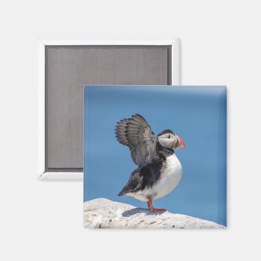 Atlantic Puffin in Machias, ME Magnet (Vorderseite/Rückseite)