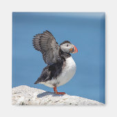 Atlantic Puffin in Machias, ME Magnet (Vorne)
