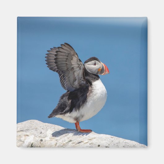 Atlantic Puffin in Machias, ME Magnet (Vorne)