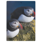 Atlantic Puffin Klemmbrett (Rückseite)
