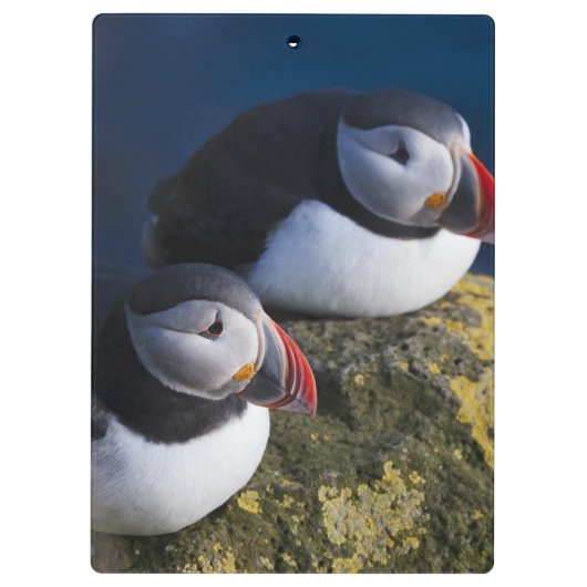 Atlantic Puffin Klemmbrett (Rückseite)