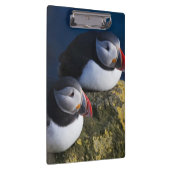Atlantic Puffin Klemmbrett (Rechts)