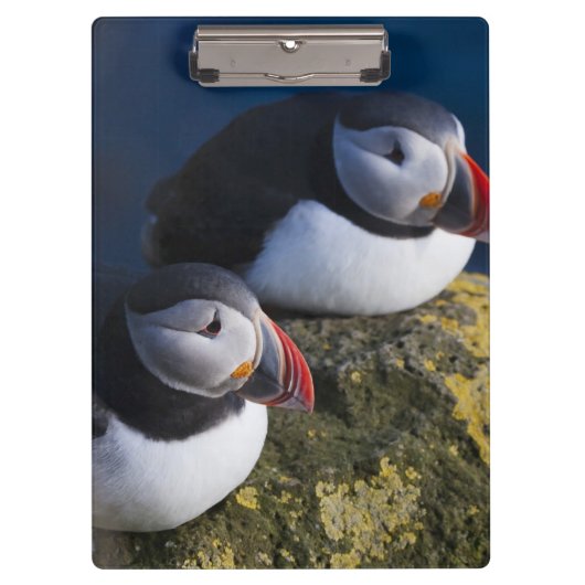 Atlantic Puffin Klemmbrett (Vorderseite)