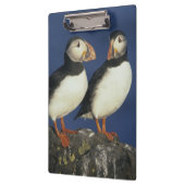 Atlantic Puffin Klemmbrett (Links)