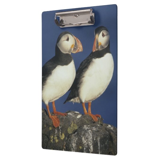Atlantic Puffin Klemmbrett (Links)