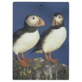 Atlantic Puffin Klemmbrett (Rückseite)