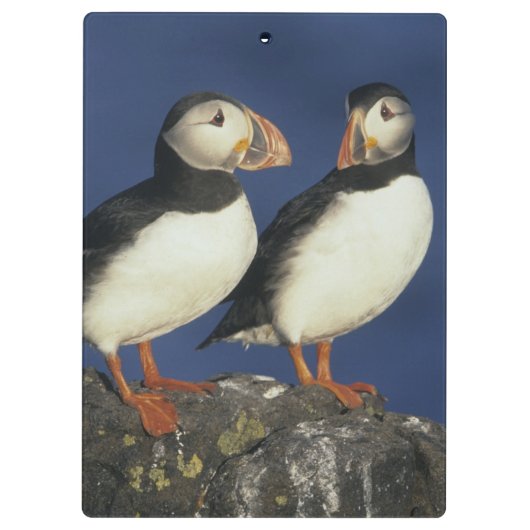 Atlantic Puffin Klemmbrett (Rückseite)