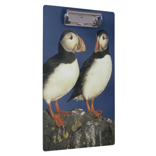 Atlantic Puffin Klemmbrett (Rechts)