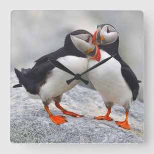 Atlantic Puffin Love Quadratische Wanduhr