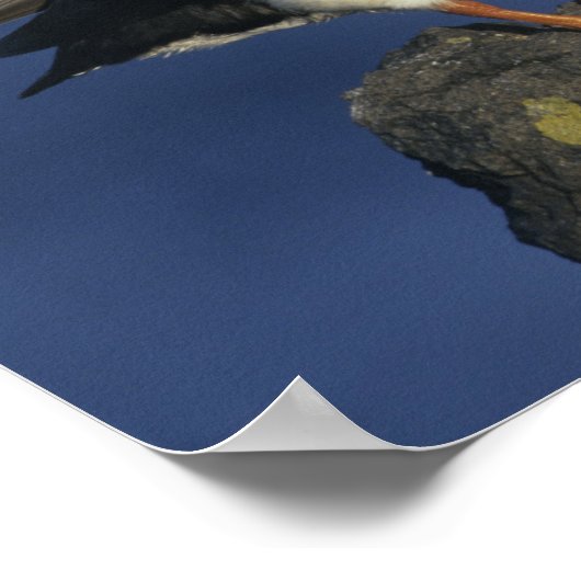 Atlantic Puffin Poster (Ecke)