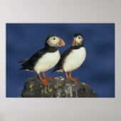 Atlantic Puffin Poster (Vorne)