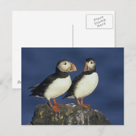 Atlantic Puffin Postkarte (Vorne/Hinten)