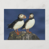 Atlantic Puffin Postkarte (Vorderseite)