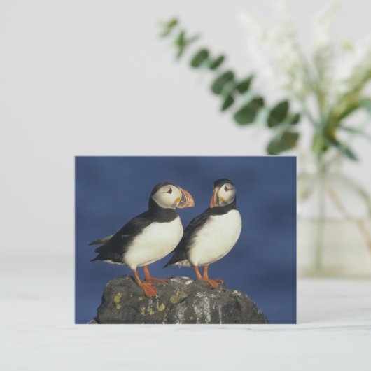 Atlantic Puffin Postkarte (Stehend Vorderseite)