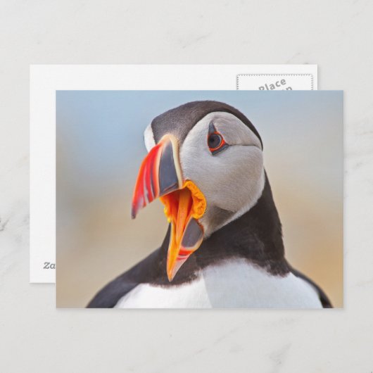 Atlantic Puffin Postkarte (Vorne/Hinten)