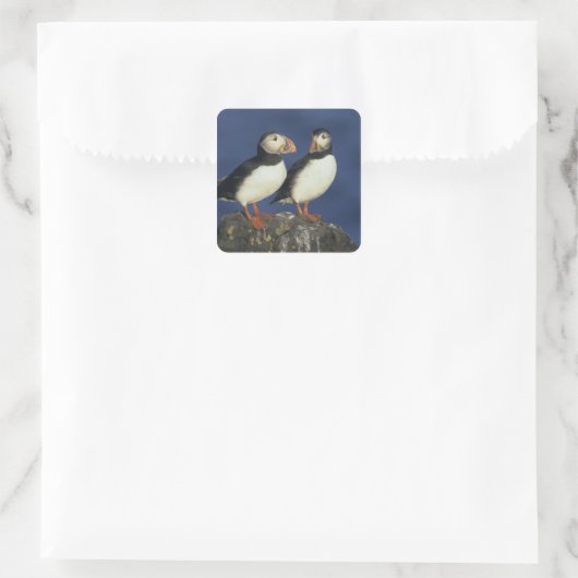 Atlantic Puffin Quadratischer Aufkleber (Tasche)