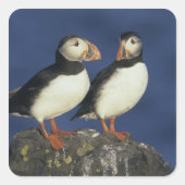 Atlantic Puffin Quadratischer Aufkleber (Vorderseite)