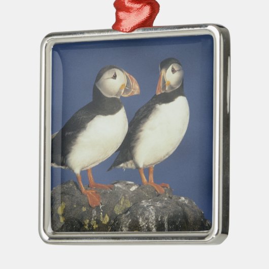 Atlantic Puffin Silbernes Ornament (Links)