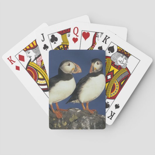 Atlantic Puffin Spielkarten (Rückseite)