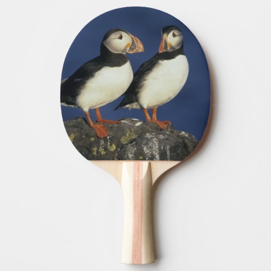 Atlantic Puffin Tischtennis Schläger (Vorderseite)