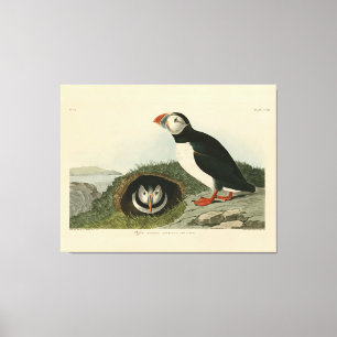 Atlantic Puffin von Audubons Vögeln von Amerika Leinwanddruck