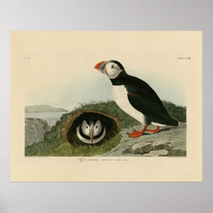 Atlantic Puffin von Audubons Vögeln von Amerika Poster
