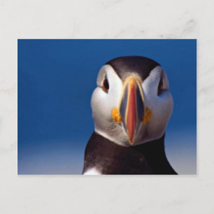 Atlantic puffin von Machia Island, Maine, USA Postkarte