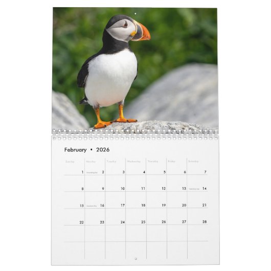 Atlantic Puffins 2025 Calendar Kalender (Feb 2026)