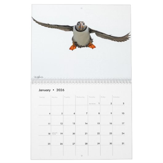 Atlantic Puffins 2025 Calendar Kalender (Jan 2026)