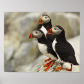Atlantic Puffins on Machias Seal Island off the Poster (Vorne)