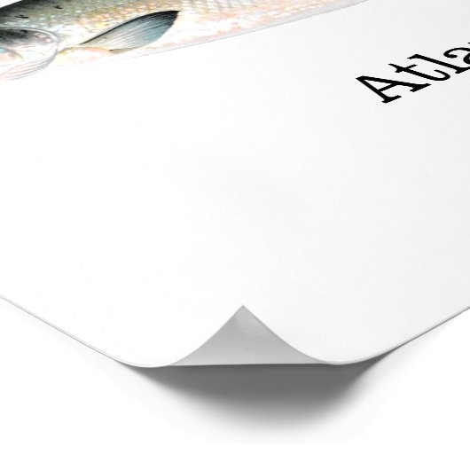 Atlantic Salmon Fish Poster (Ecke)