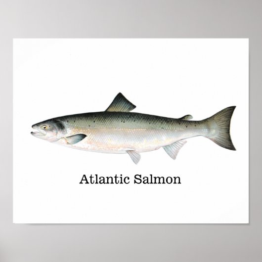 Atlantic Salmon Fish Poster (Vorne)