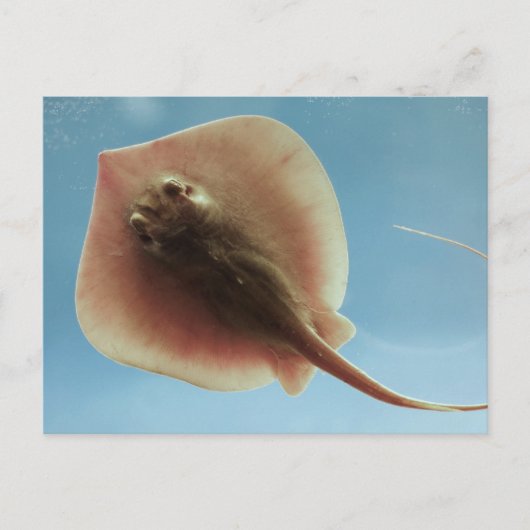 Atlantic Stingray Postkarte (Vorderseite)