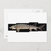 Atlantic Sturgeon - Acipenser oxyrinchus Postkarte (Vorne/Hinten)