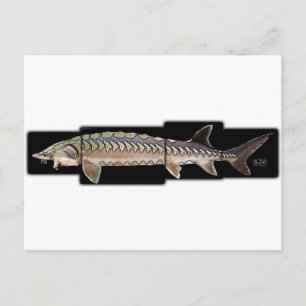Atlantic Sturgeon - Acipenser oxyrinchus Postkarte