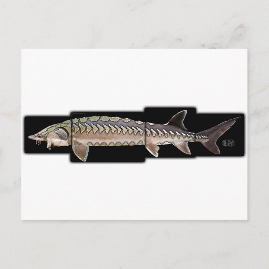 Atlantic Sturgeon - Acipenser oxyrinchus Postkarte (Vorderseite)