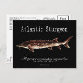 Atlantic Sturgeon-Black-Postcard Postkarte (Vorne/Hinten)