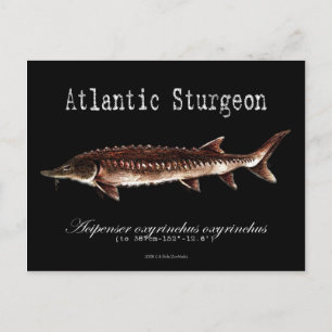 Atlantic Sturgeon-Black-Postcard Postkarte