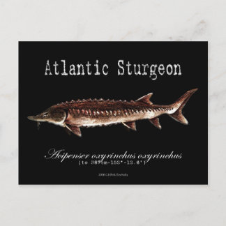 Atlantic Sturgeon-Black-Postcard Postkarte