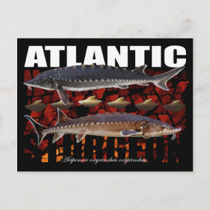 Atlantic Sturgeon-Collage-Postcard Postkarte
