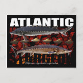 Atlantic Sturgeon-Collage-Postcard Postkarte (Vorderseite)