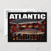 Atlantic Sturgeon-Collage-Postcard Postkarte (Vorne/Hinten)