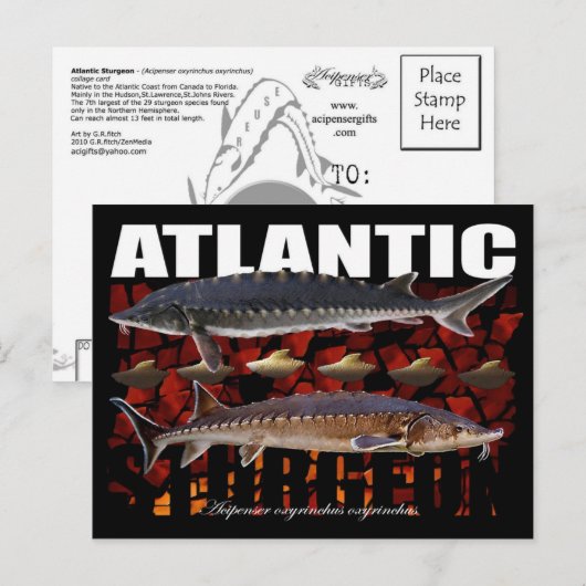 Atlantic Sturgeon-Collage-Postcard Postkarte (Vorne/Hinten)