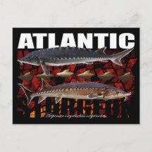 Atlantic Sturgeon-Collage-Postcard